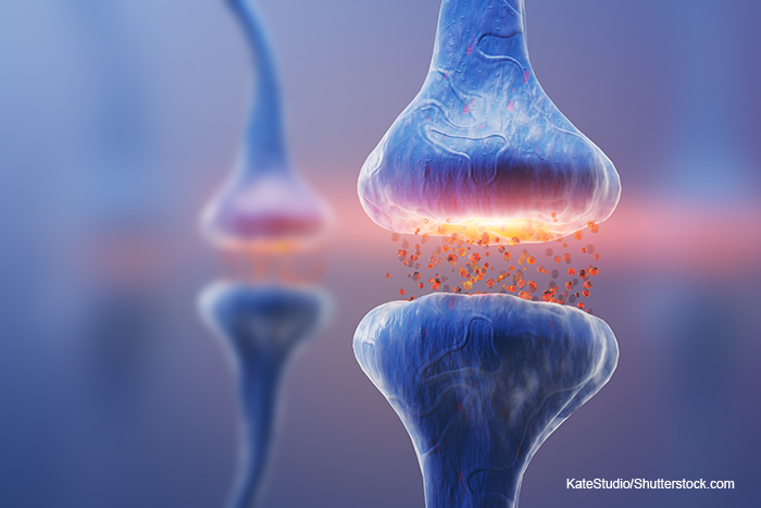 synapse